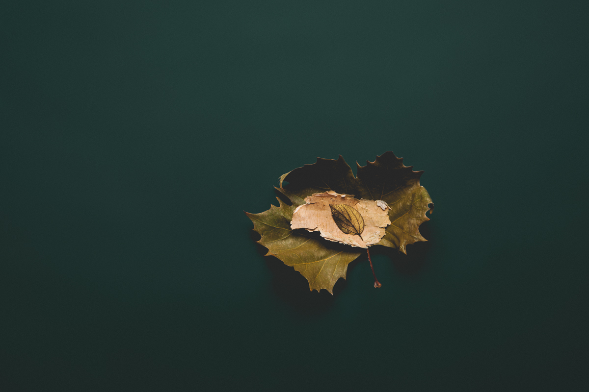 Photo of a Autumn leaf with green blackground