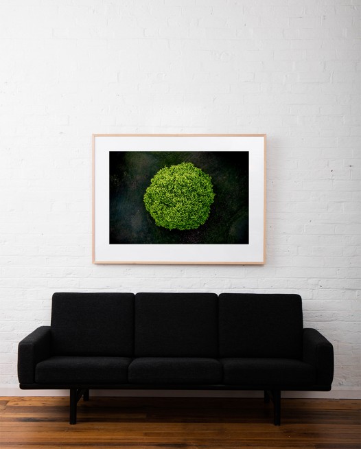 A large areial photographic print of the top of a green tree with dark background taken by Elizabeth Bull framed in raw timber on wall above sofa