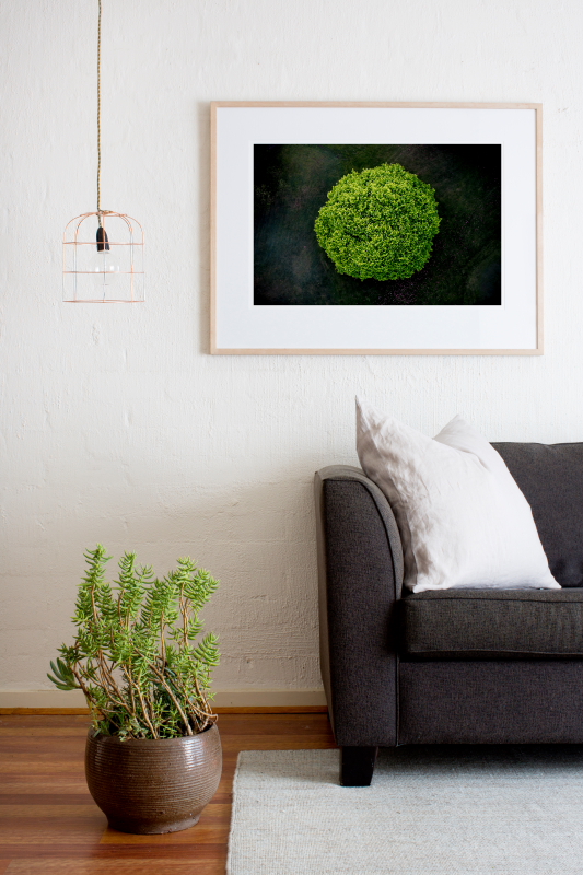 A areial photographic print of the top of a green tree with dark background taken by Elizabeth Bull framed in raw timber on wall in a home