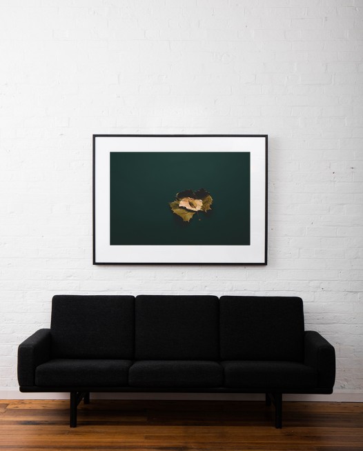 Large Photo of a Autumn leaf with green blackground framed in black timber on white wall above sofa