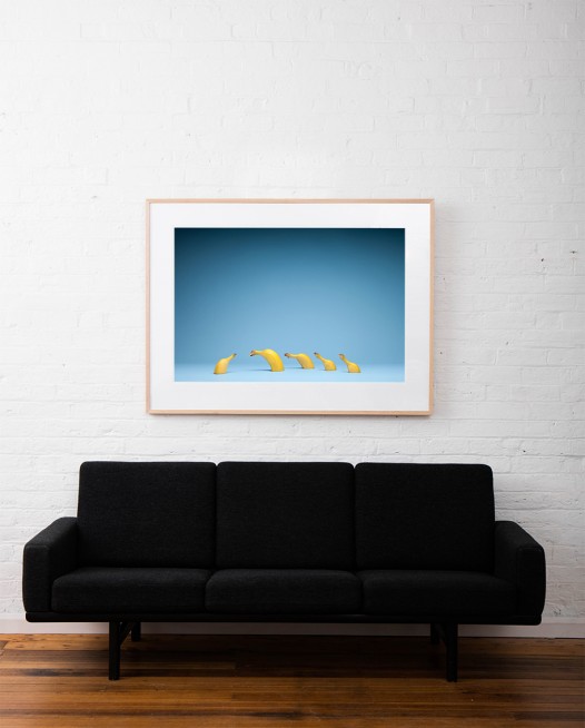 Still life photo of bananas with blue blackground framed in raw timber on white wall above sofa