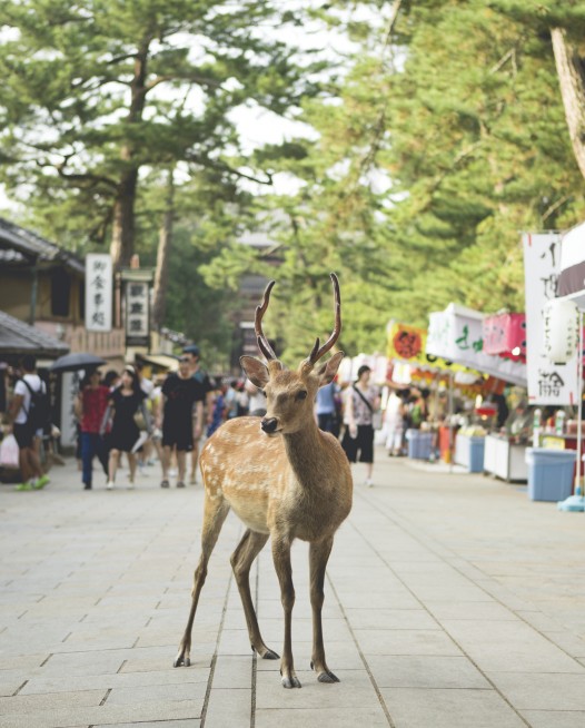 Photo of a deer in street in Urban Japan