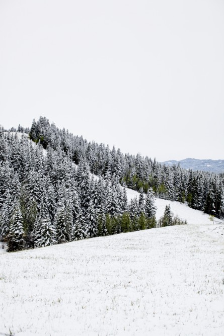 A vertical photographic landscape print of snow, moutain and trees taken in North America in shade of white black and green