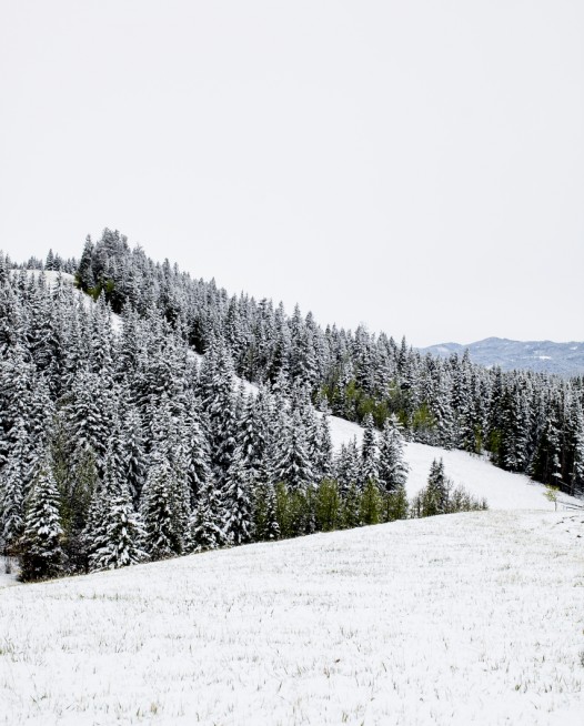 A vertical photographic landscape print of snow, moutain and trees taken in North America in shade of white black and green