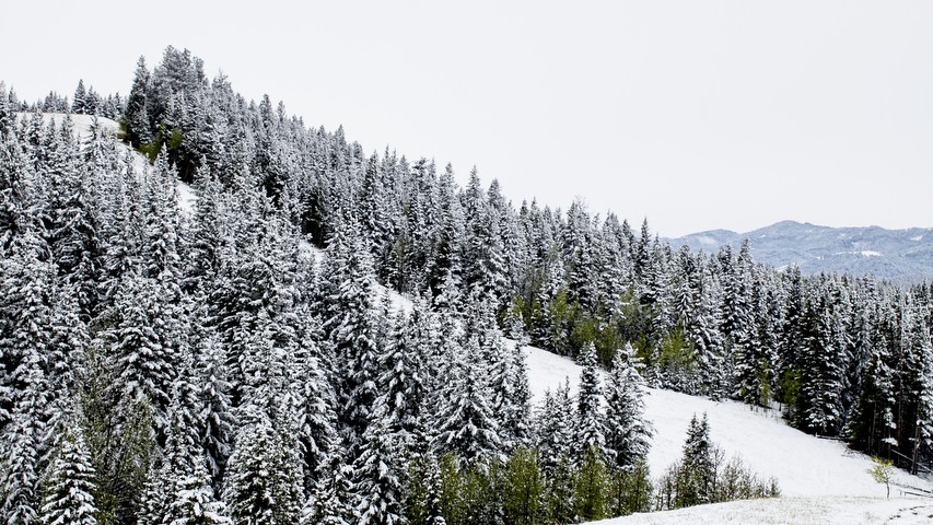 A vertical photographic landscape print of snow, moutain and trees taken in North America in shade of white black and green