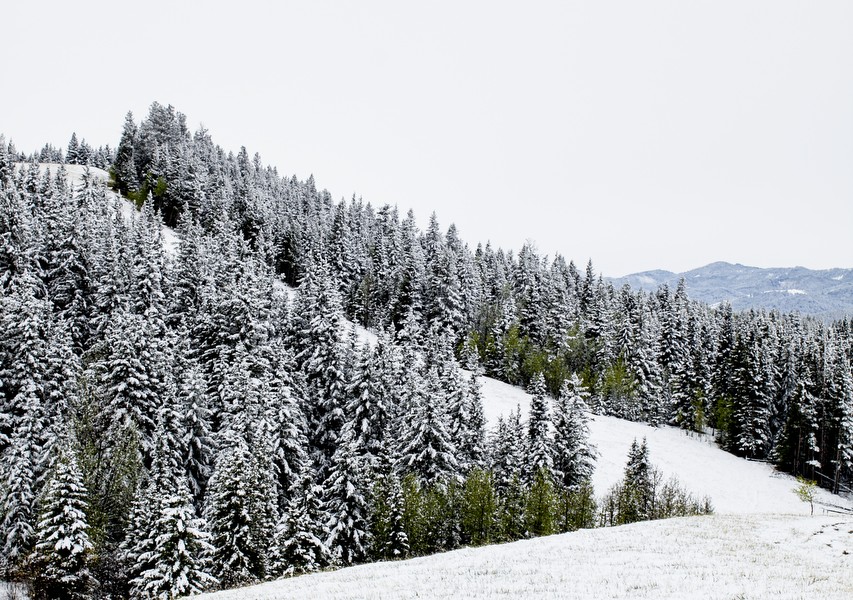 A vertical photographic landscape print of snow, moutain and trees taken in North America in shade of white black and green