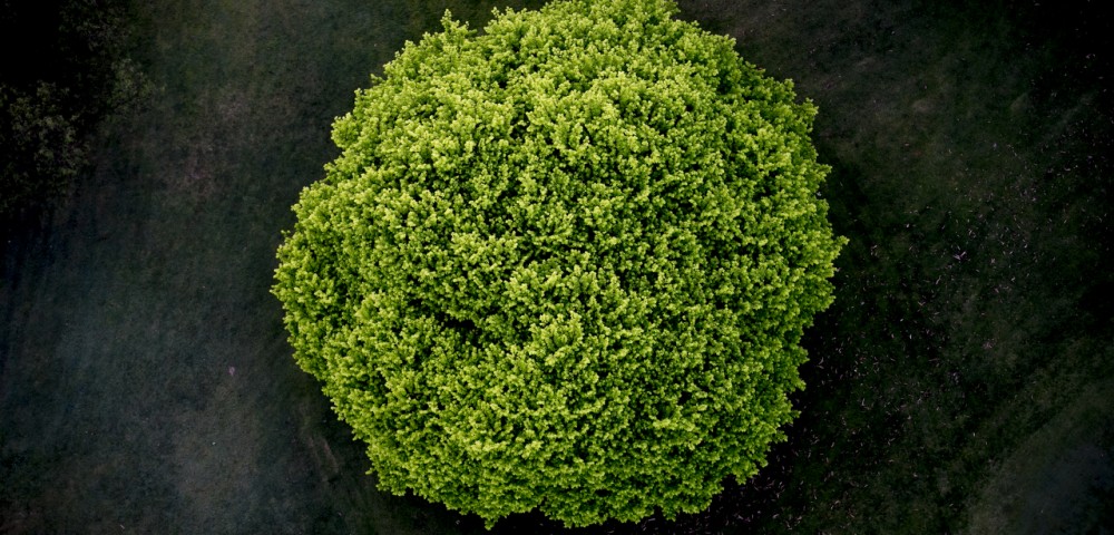 An abstract areial photographic print of the top of a green tree with dark background taken by Elizabeth Bull in Australia