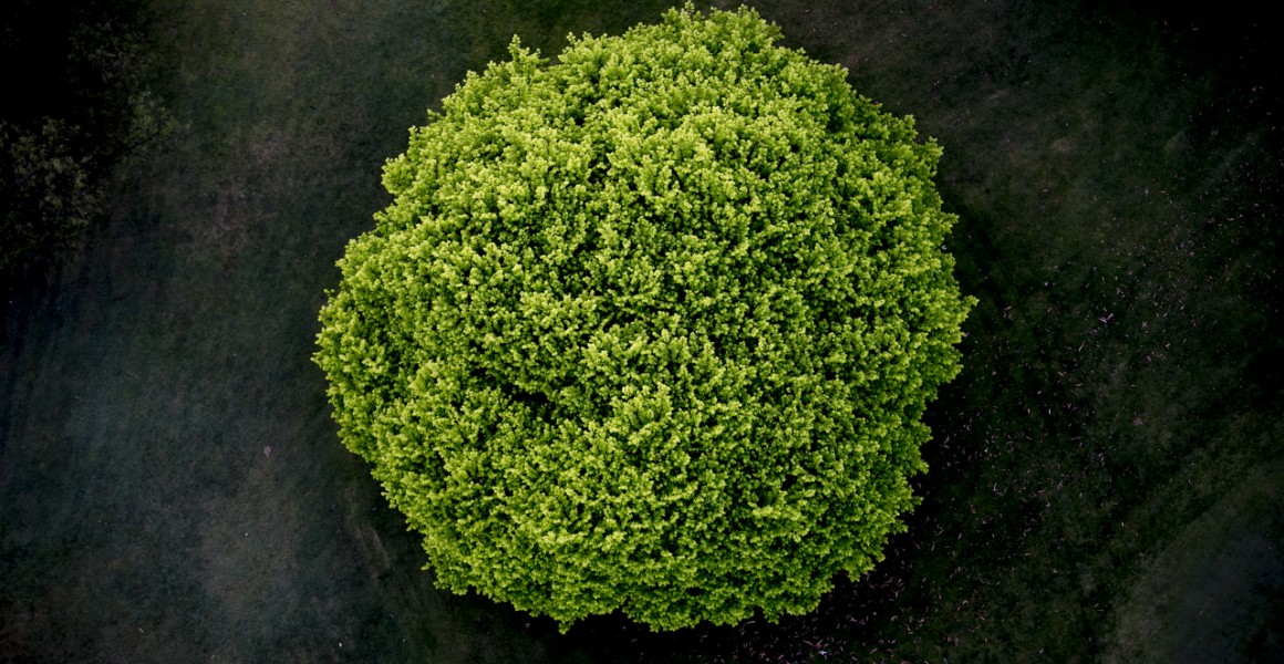 An abstract areial photographic print of the top of a green tree with dark background taken by Elizabeth Bull in Australia