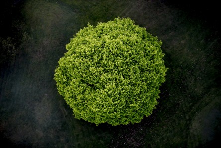 An abstract areial photographic print of the top of a green tree with dark background taken by Elizabeth Bull in Australia