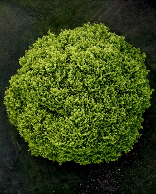 An abstract areial photographic print of the top of a green tree with dark background taken by Elizabeth Bull in Australia