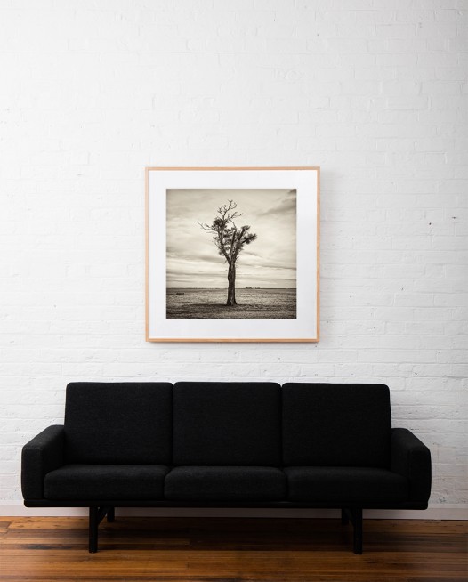 Black and white photo of Australian Landscape of fields and trees framed in raw timber on white wall above sofa