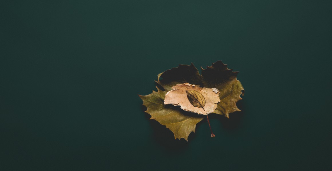 Photo of a Autumn leaf with green blackground