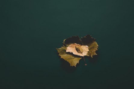 Photo of a Autumn leaf with green blackground