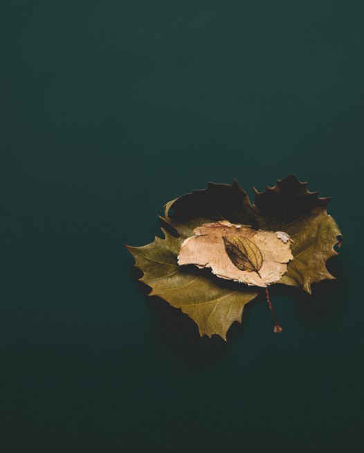 Photo of a Autumn leaf with green blackground