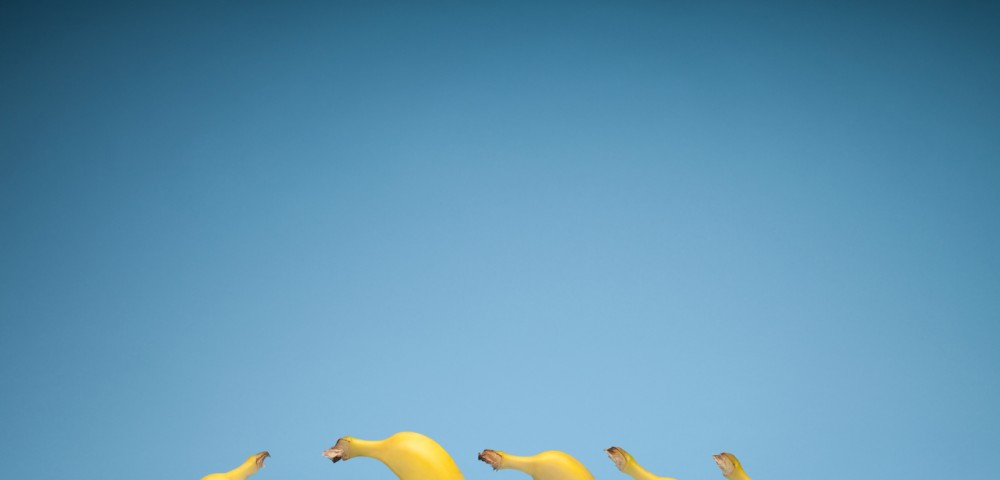 Still life photo of bananas with blue blackground