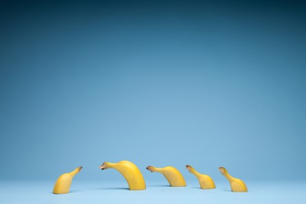 Still life photo of bananas with blue blackground