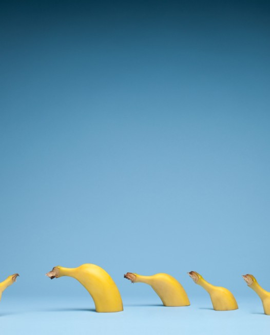 Still life photo of bananas with blue blackground