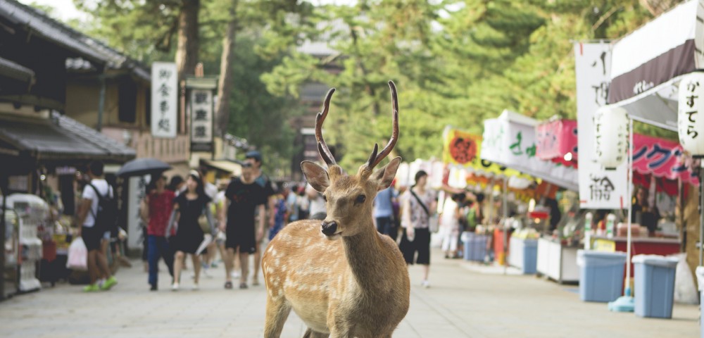 Photo of a deer in street in Urban Japan