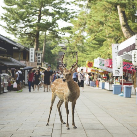 Photo of a deer in street in Urban Japan