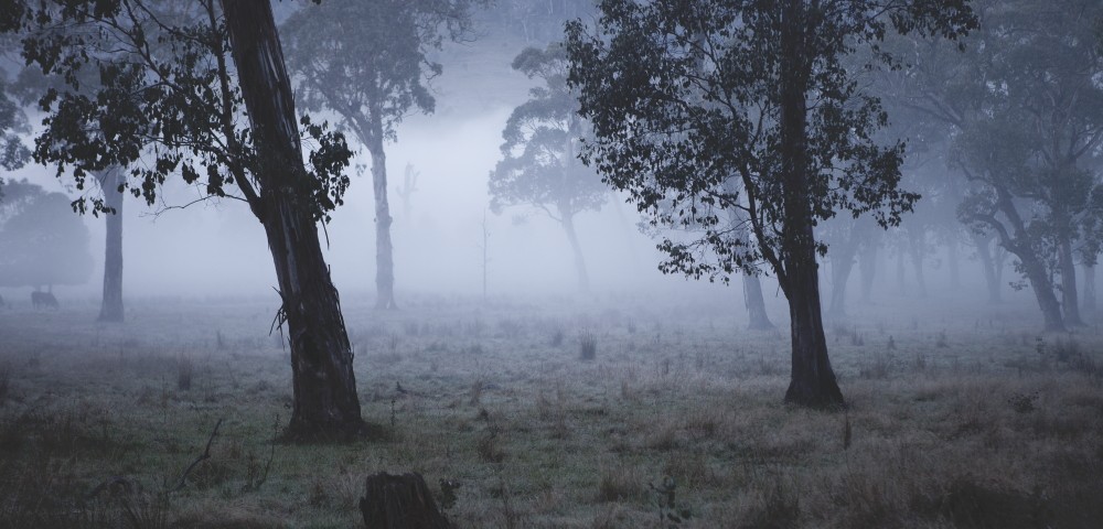 Australian Landscape photograh of trees in a misty/foggy day.