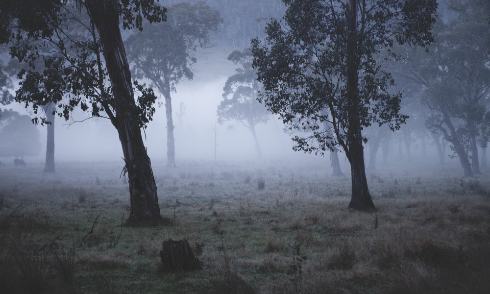 Australian Landscape photograh of trees in a misty/foggy day.