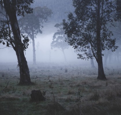 Australian Landscape photograh of trees in a misty/foggy day.