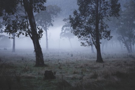 Australian Landscape photograh of trees in a misty/foggy day.