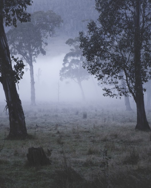 Australian Landscape photograh of trees in a misty/foggy day