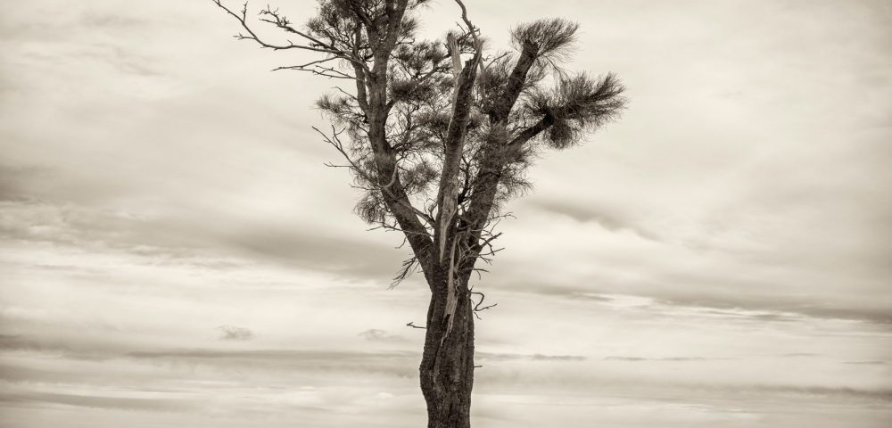 Black and white photo of Australian Landscape of fields and trees. ustralian Landscape with feilds and trees