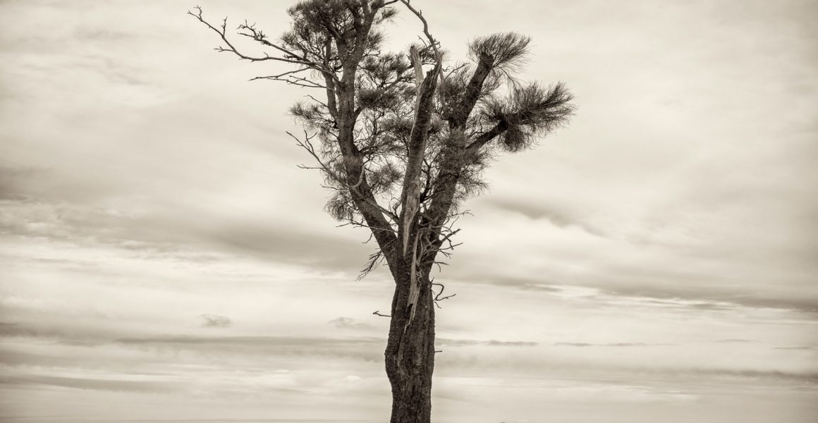 Black and white photo of Australian Landscape of fields and trees. ustralian Landscape with feilds and trees