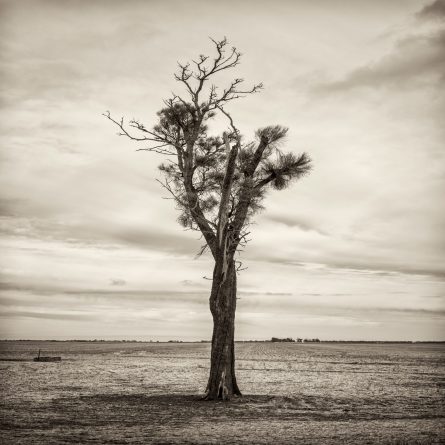 Black and white photo of Australian Landscape of fields and trees. ustralian Landscape with feilds and trees