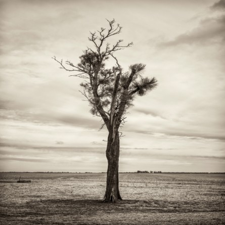 Black and white photo of Australian Landscape of fields and trees.