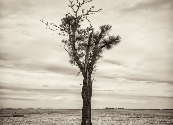 Black and white photo of Australian Landscape of fields and trees.