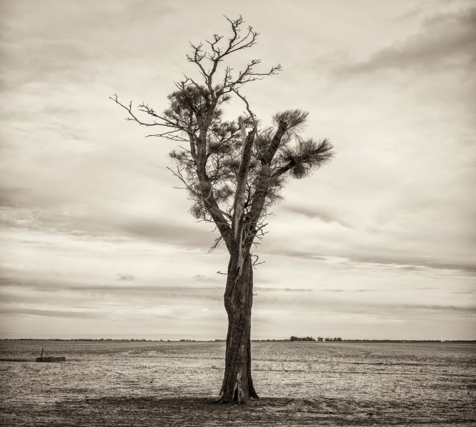 Black and white photo of Australian Landscape of fields and trees.