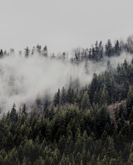 A photographic print of mist and fog over Mountains and trees in Canada