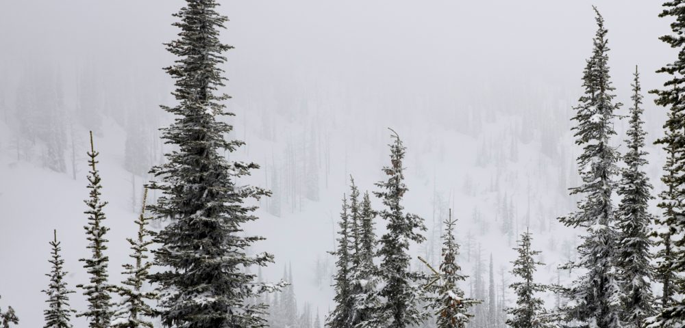 Snowy trees in Canadian mountains