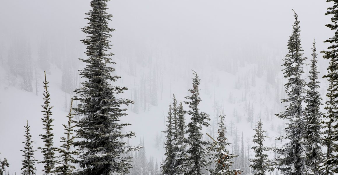 Snowy trees in Canadian mountains