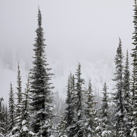 Snowy trees in Canadian mountains