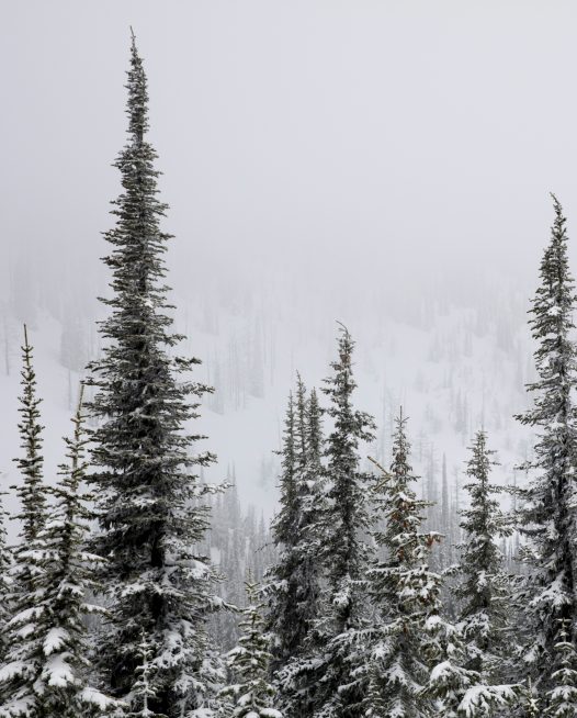 Snowy trees in Canadian mountains