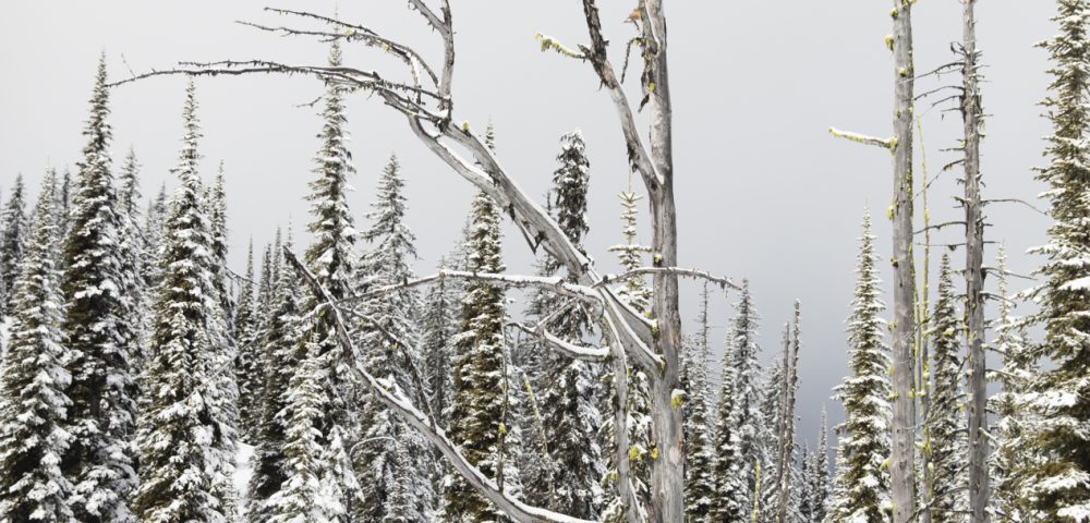 A vertical Landscape photo taken in North America of snow and trees in shade of green , black and white