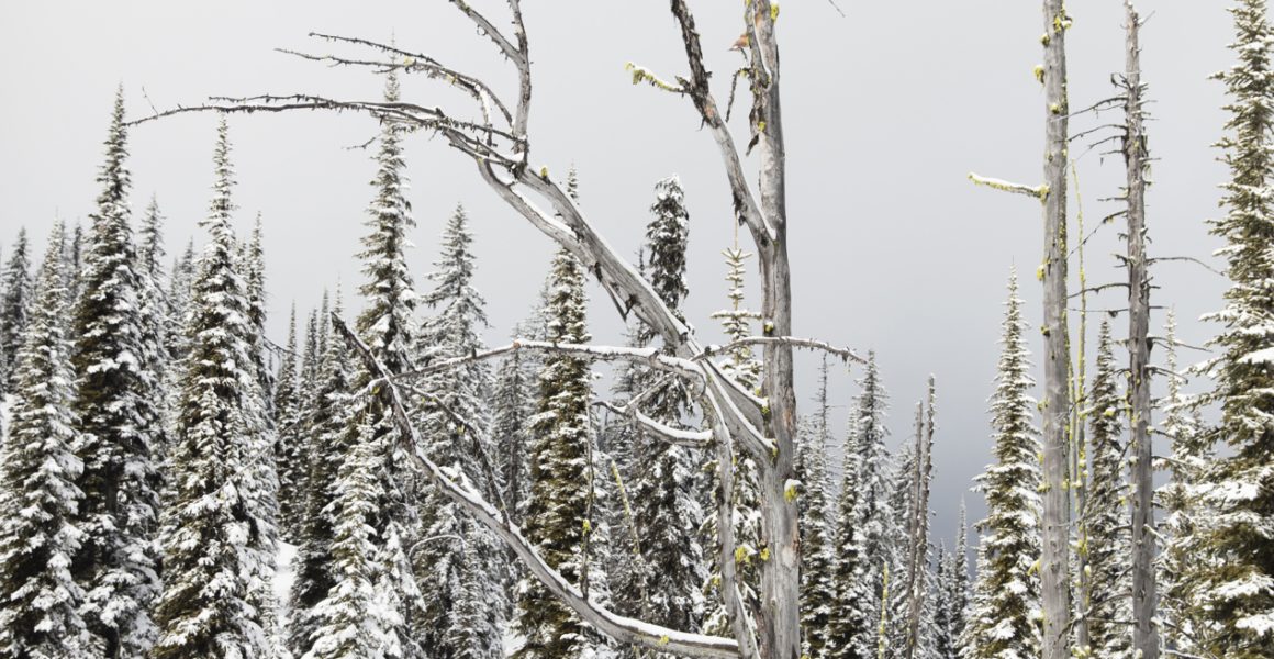 A vertical Landscape photo taken in North America of snow and trees in shade of green , black and white