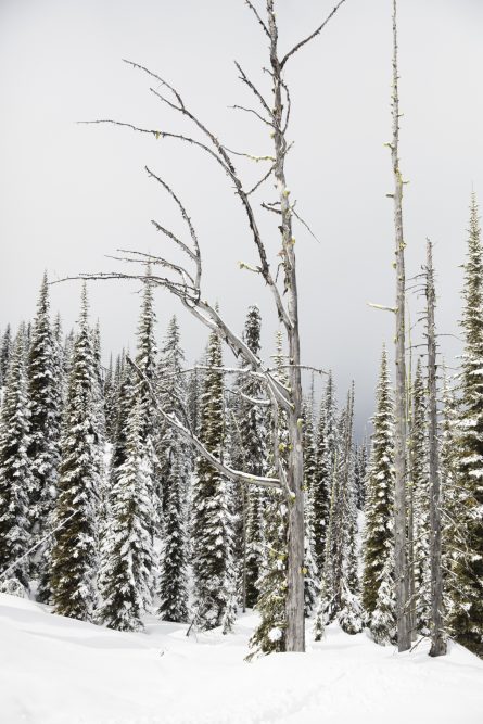 A vertical Landscape photo taken in North America of snow and trees in shade of green , black and white