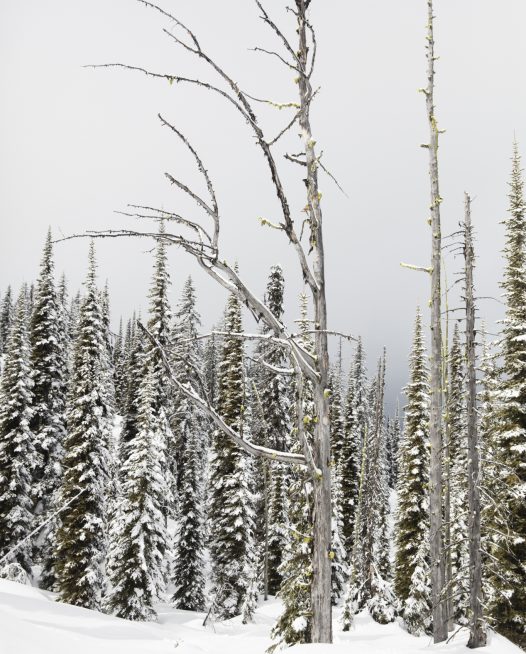 A vertical Landscape photo taken in North America of snow and trees in shade of green , black and white