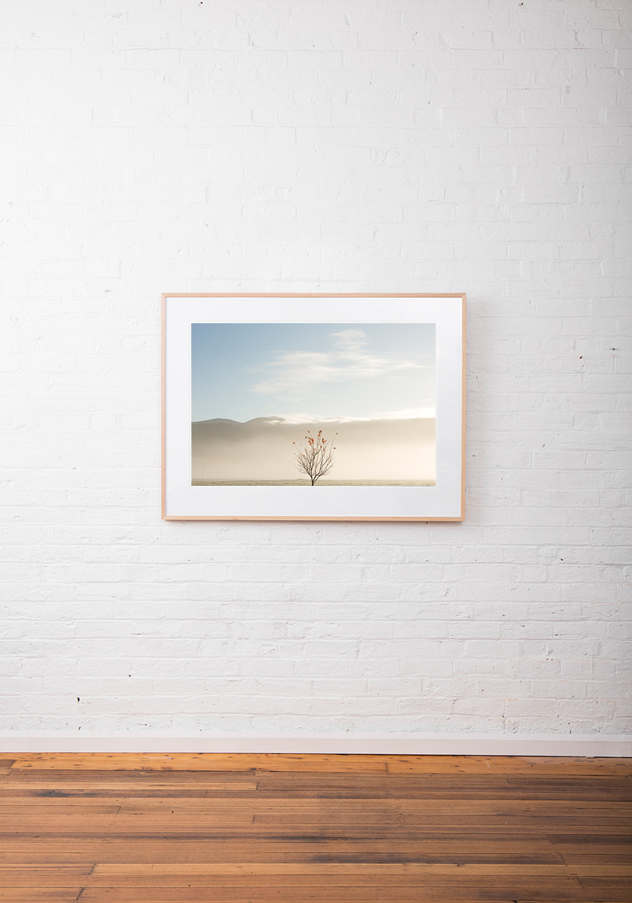 An abstract photo of Australian Landscape of one tree with clouds and sky background framed in raw timber on white wall