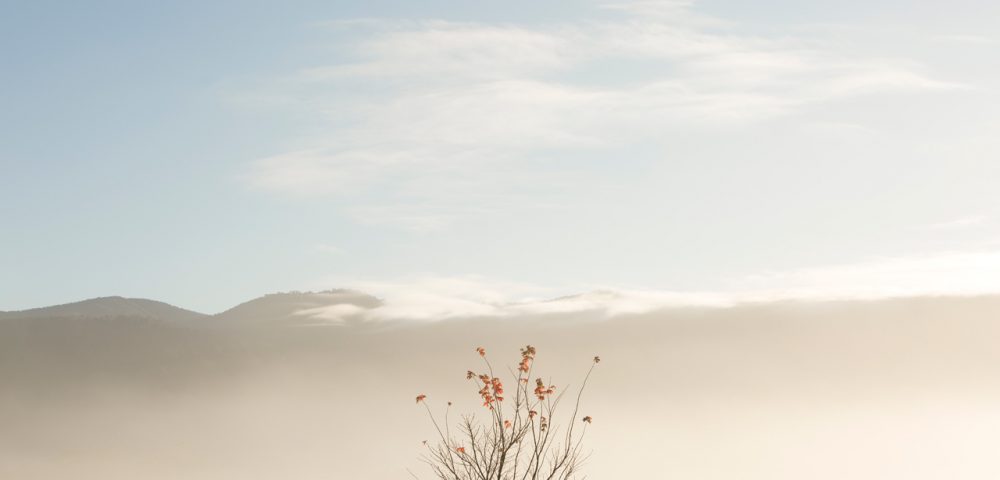 An abstract photo of Australian Landscape of one tree with clouds and sky background