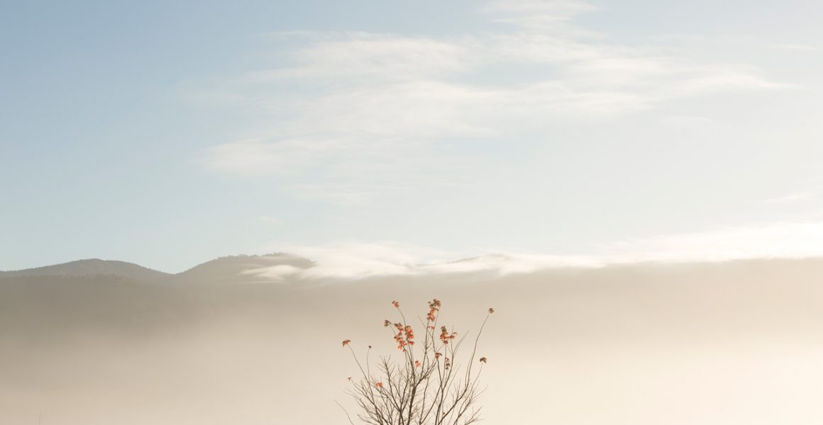 An abstract photo of Australian Landscape of one tree with clouds and sky background