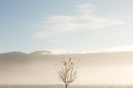 An abstract photo of Australian Landscape of one tree with clouds and sky background