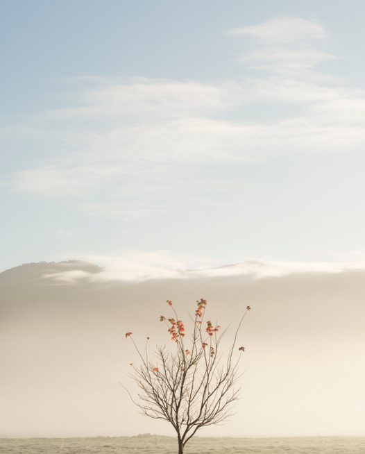 An abstract photo of Australian Landscape of one tree with clouds and sky background