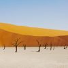 EMCEVOY_deadvlei