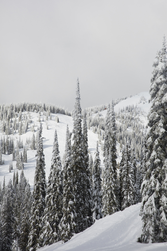 Photographic Art Print of Canadain Landscape of trees, snow and mountain in shade of white and green.